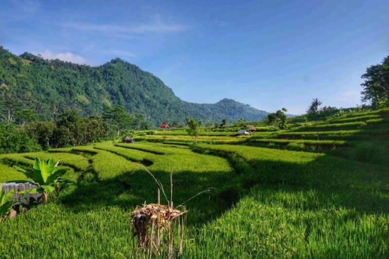 Bali: Ujung Water Palace, Candidasa and Sidemen Village Tour - Immersive Agricultural Experiences