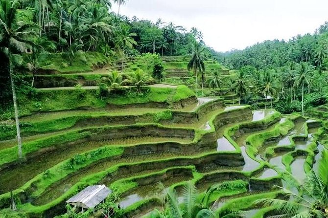 Bali Village & Bamboo Forest Visit - Pickup Information
