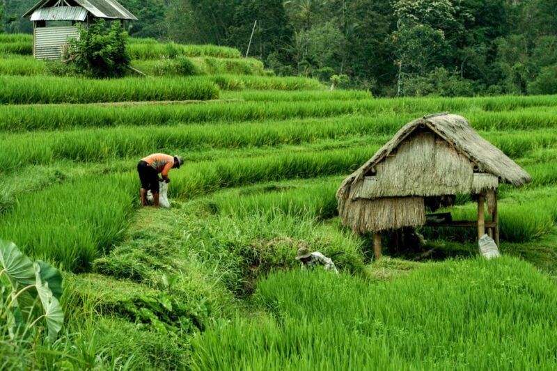 Bali Village Day: Cooking Class, Jamu Course and Transfer - Inclusions and Important Information