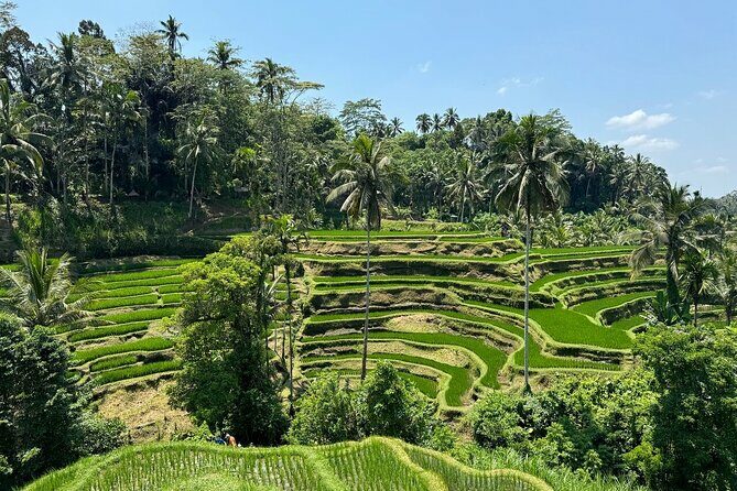 Bali Volcano & Ubud Day Tour Temples, Rice Terraces & Lunch - Key Points