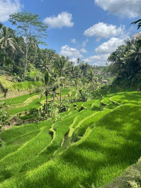 Bali Volkswagen Safari and Kintamani Volcano Tour - Itinerary Highlights