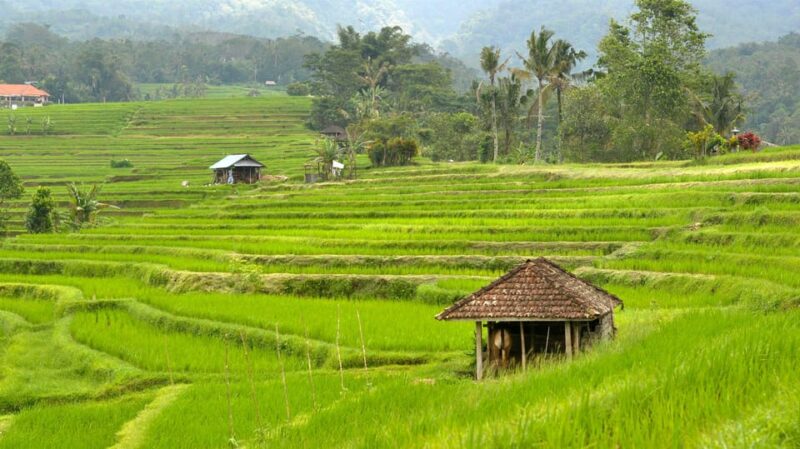 Bali Volkswagen Safari and Tanah Lot Sunset Tour - Included in the Tour