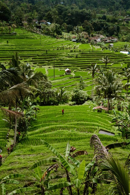 Bali Volkswagen Safari and Tanah Lot Sunset Tour - Important Information
