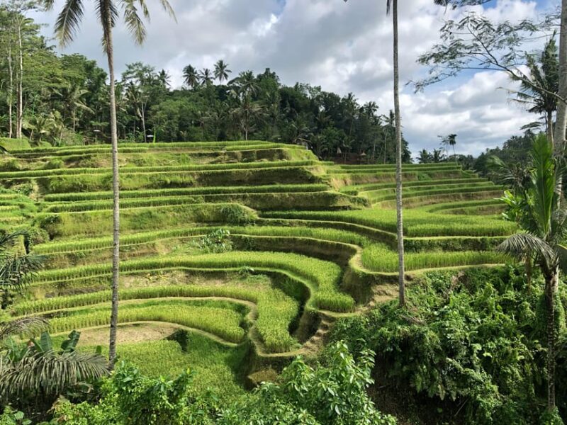 Bali Volkswagen Safari and Ubud Village Tour - Pickup and Drop-off Locations