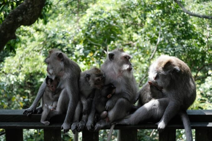 Bali Volkswagen Safari and Ubud Village Tour - Inclusion and Exclusion