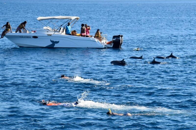 Bali: Watching Dolphin, Swimming & Snorkeling Tour - Experience Highlights