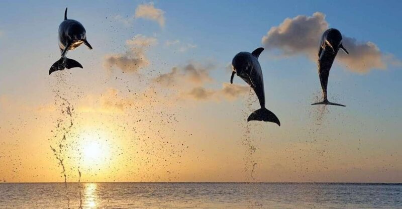 Bali: Watching Dolphin,Snorkeling & Hot Spring - Key Points