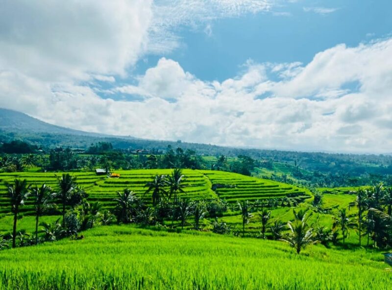 Bali: Waterfall, Jatiluwih Rice Field & Temples Private Tour - Coffee Farm