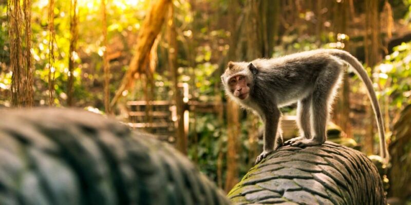 Bali: White Water Rafting Adventure and Ubud Tour - Key Points