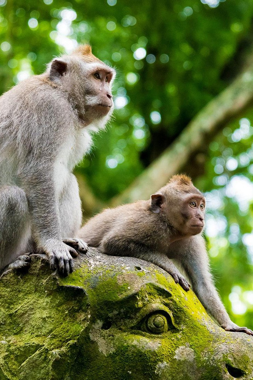 Bali: White Water Rafting and Monkey Forest Tour - Key Points