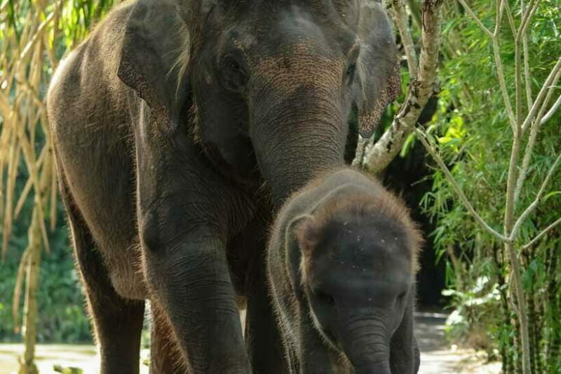 Bali Zoo: Behind Closed Doors Afternoon Safari Guided Tour - The Experience for Different Travelers