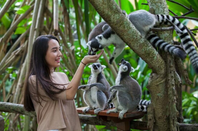 Bali Zoo Entrance Ticket - An Overview of What to Expect at Bali Zoo