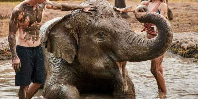 Bali Zoo: Guided Ethical Elephant Care Experience - Who Will Love This Tour?