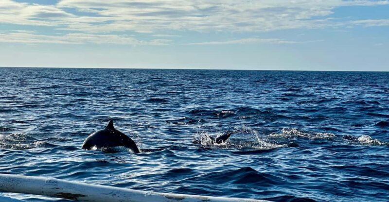 Balicasag Island Private Tour and Dolphin Watching - Important Information