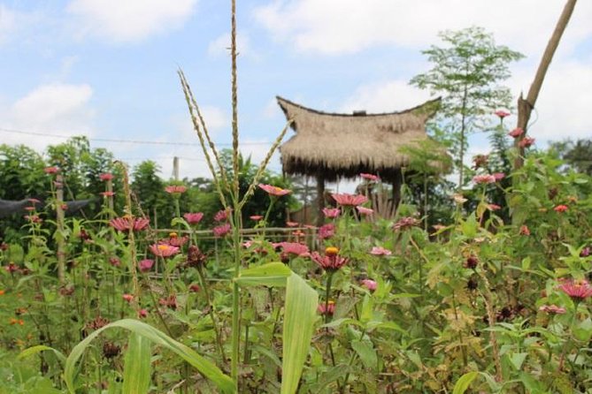 Balinese Cooking Class at Organic Farm - Cooking Class Details