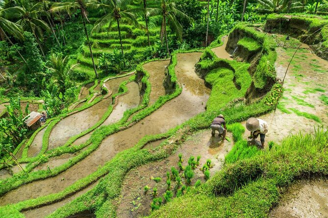 Balinese Ritual Purification Tour - Provider Details