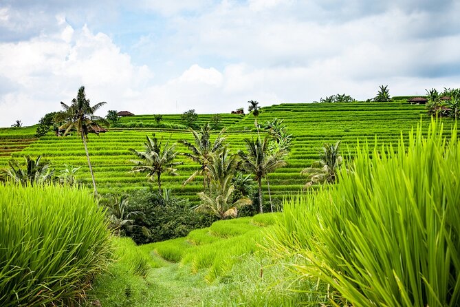 Bali's Spiritual and Natural Heartlands - Visiting Candi Kuning Market