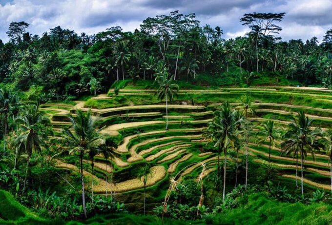Bali:Tirta Empul, Kanto Waterfall & Rice Terrace Local Guide - Frequently Asked Questions