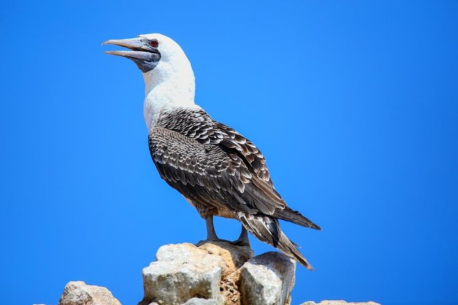 Ballestas and Paracas From Lima by Bus - Pickup and Accessibility
