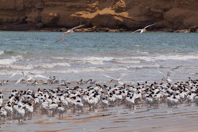 Ballestas and Paracas From Lima by Bus - Health Considerations