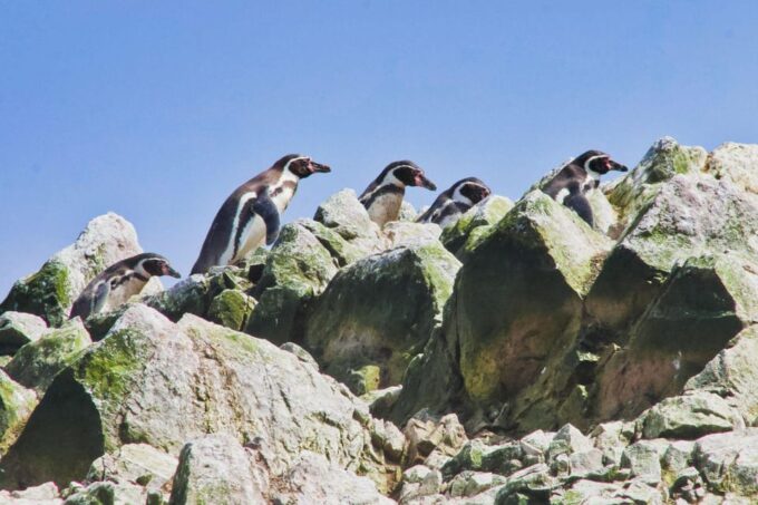 Ballestas-Huacachina Oasis and Nazca Overflight From Lima - Frequently Asked Questions