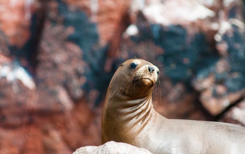 Ballestas Islands and Huacachina Oasis Half-Day Tour - City of Ica