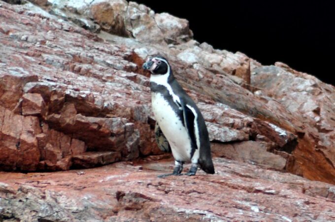Ballestas Islands and Huacachina Oasis Half-Day Tour - Frequently Asked Questions