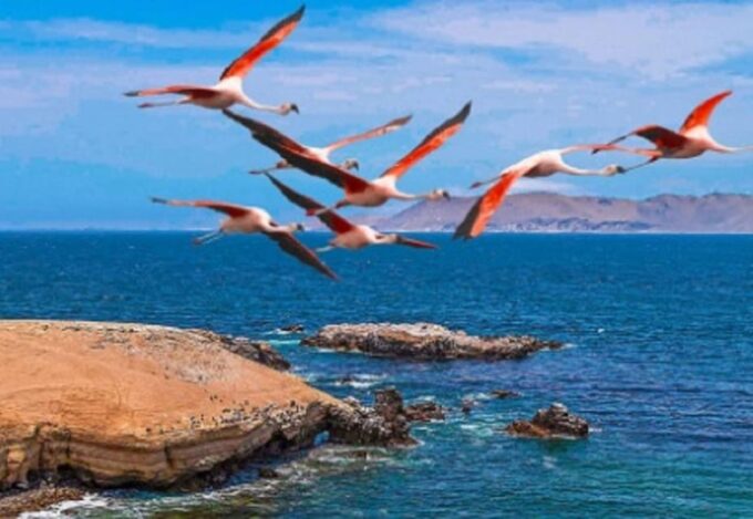 Ballestas Islands and Paracas National Reserve (6 Hrs) - Frequently Asked Questions