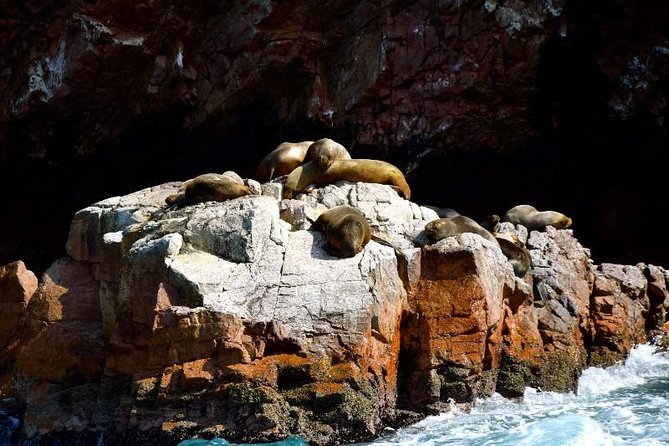 Ballestas Islands and Paracas National Reserve Day Trip From Paracas - Exploring Paracas National Reserve