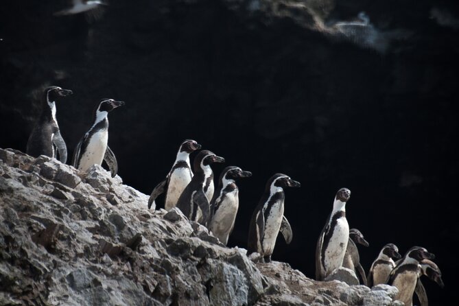 Ballestas Islands and Paracas Reserve Expedition From Ica Group - Ballestas Islands Tour