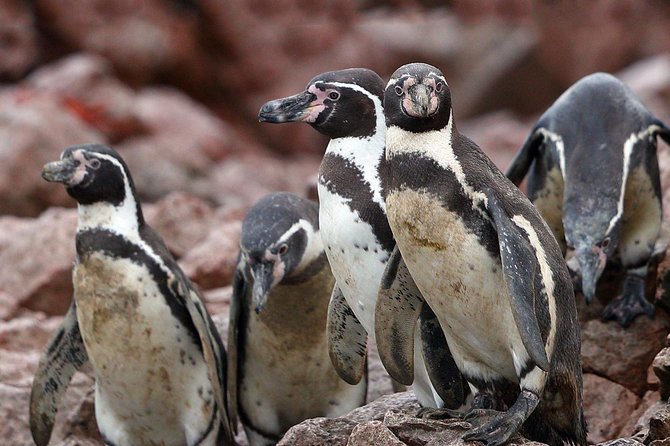 Ballestas Islands and Paracas Reserve From San Martin Port - Traveler Considerations