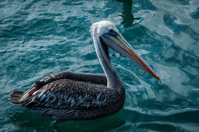Ballestas Islands and Paracas Reserve From San Martin Port - Traveler Feedback