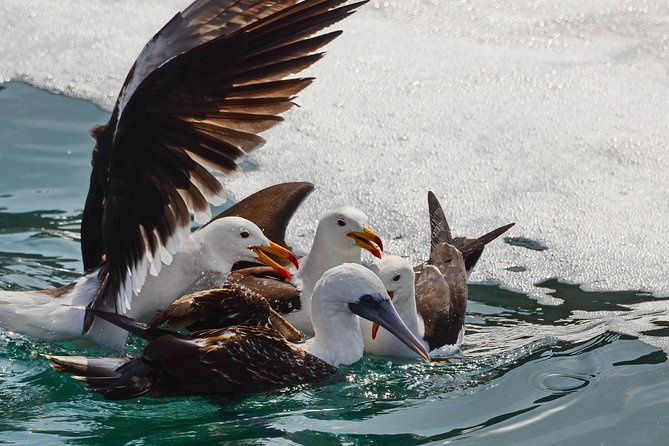Ballestas Islands and Paracas Reserve From San Martin Port - Booking Flexibility