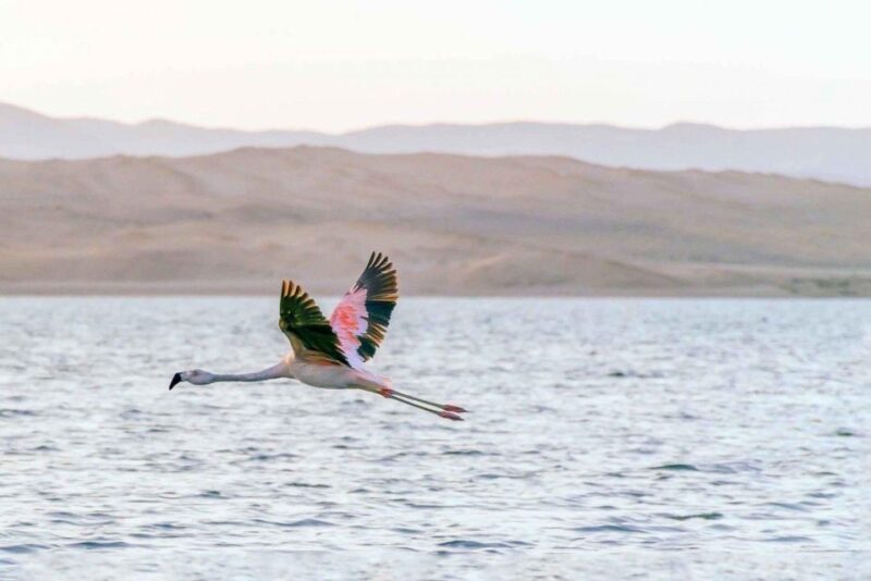 Ballestas Islands and Paracas Reserve - Full Day Escape - Tour Inclusions