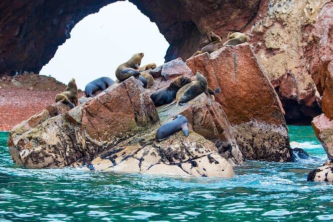 Ballestas Islands and Paracas Reserve Tour From San Martín Cruise - Paracas National Reserve Visit