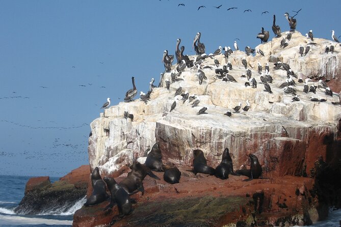 Ballestas Islands and Paracas Reserve Tour From San Martín Cruise - Review Highlights