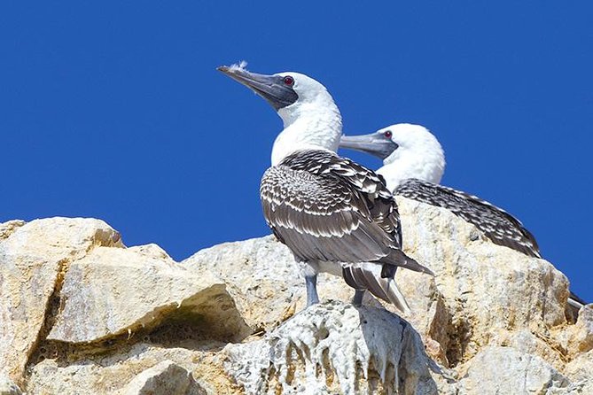 Ballestas Islands and Tambo Colorado From San Martin Port - Inclusions and Exclusions