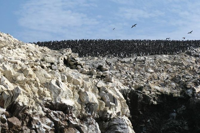 Ballestas Islands Boat Tour in Paracas - Wildlife and Birdlife