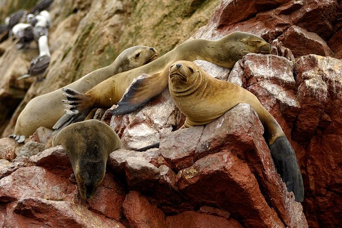 Ballestas Islands for Cruise Ship Passenger Paracas Harbour - Accessibility and Transportation