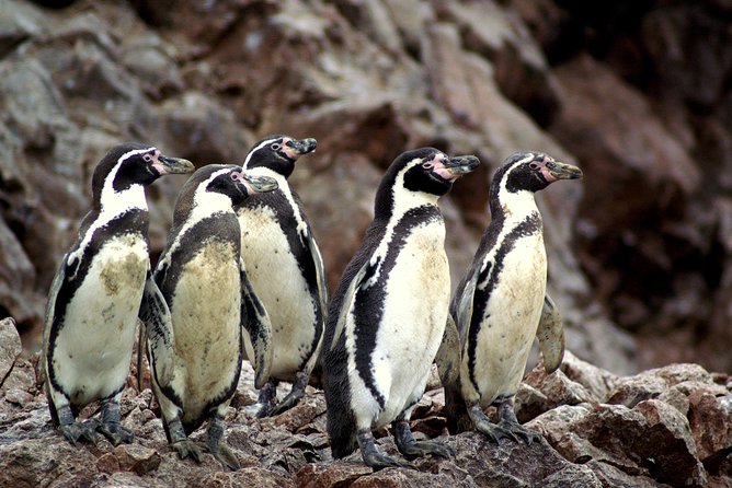 Ballestas Islands for Cruise Ship Passenger Paracas Harbour - Health and Safety Considerations