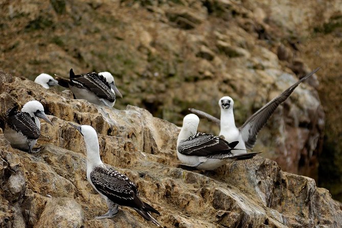 Ballestas Islands for Cruise Ship Passenger Paracas Harbour - Booking Information and Cancellation Policy
