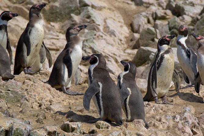 Ballestas Islands for Cruise Ship Passenger Paracas Harbour - Wildlife Viewing Highlights