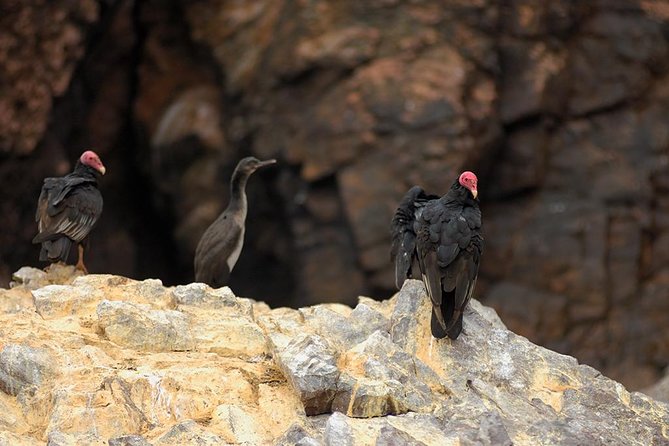 Ballestas Islands for Cruise Ship Passenger Paracas Harbour - Paracas Harbor and Cruise Ship Passengers