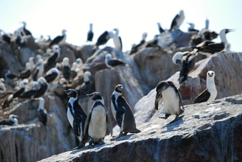 Ballestas Islands Full Day - Itinerary Highlights
