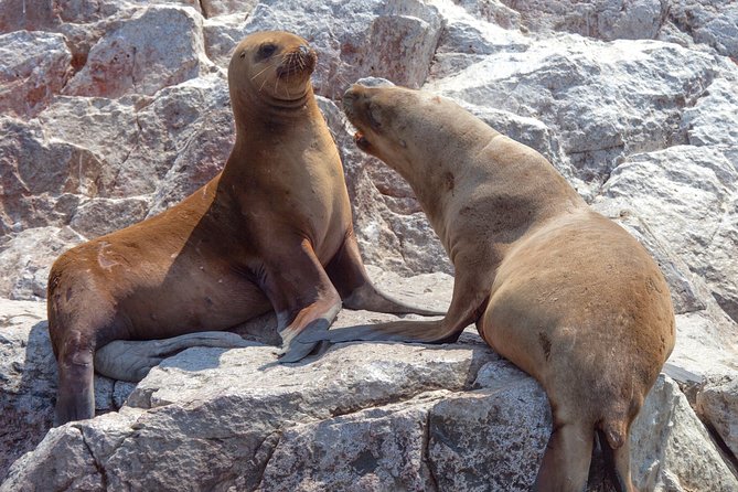 Ballestas Islands Group Tour From Paracas - Important Considerations