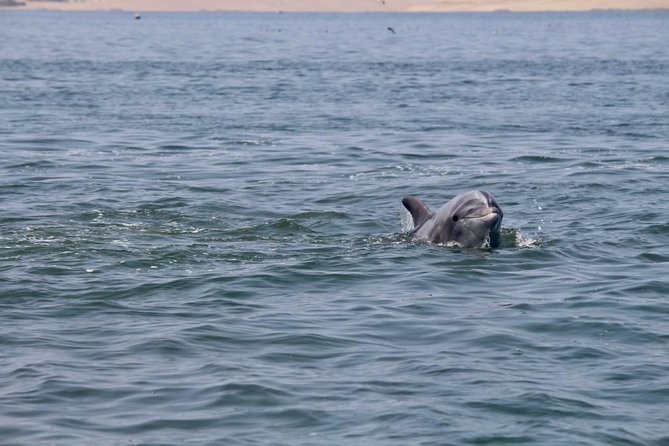 Ballestas Islands Group Tour From San Martin Port - Meeting and Pickup Information