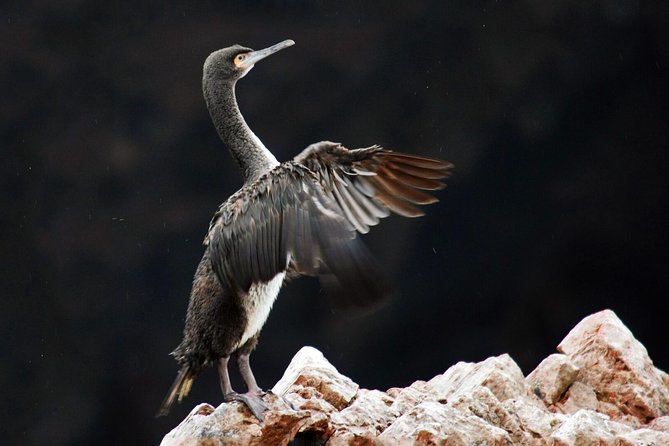 Ballestas Islands Group Tour From San Martin Port - Traveler Reviews and Feedback
