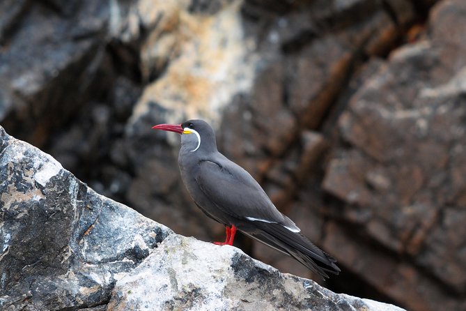 Ballestas Islands Group Tour From San Martin Port - Exploring the Ballestas Islands