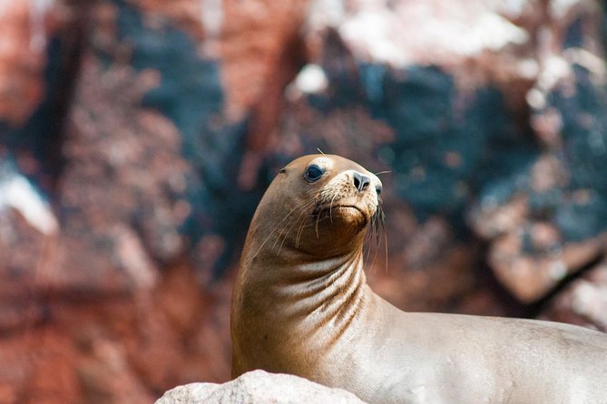 Ballestas Islands Group Tour From San Martin Port - Boat Ride and Marine Life Viewing