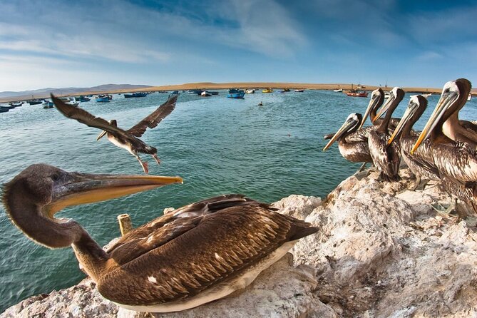 Ballestas Islands, Huacachina - Lima - Pickup and Start Time